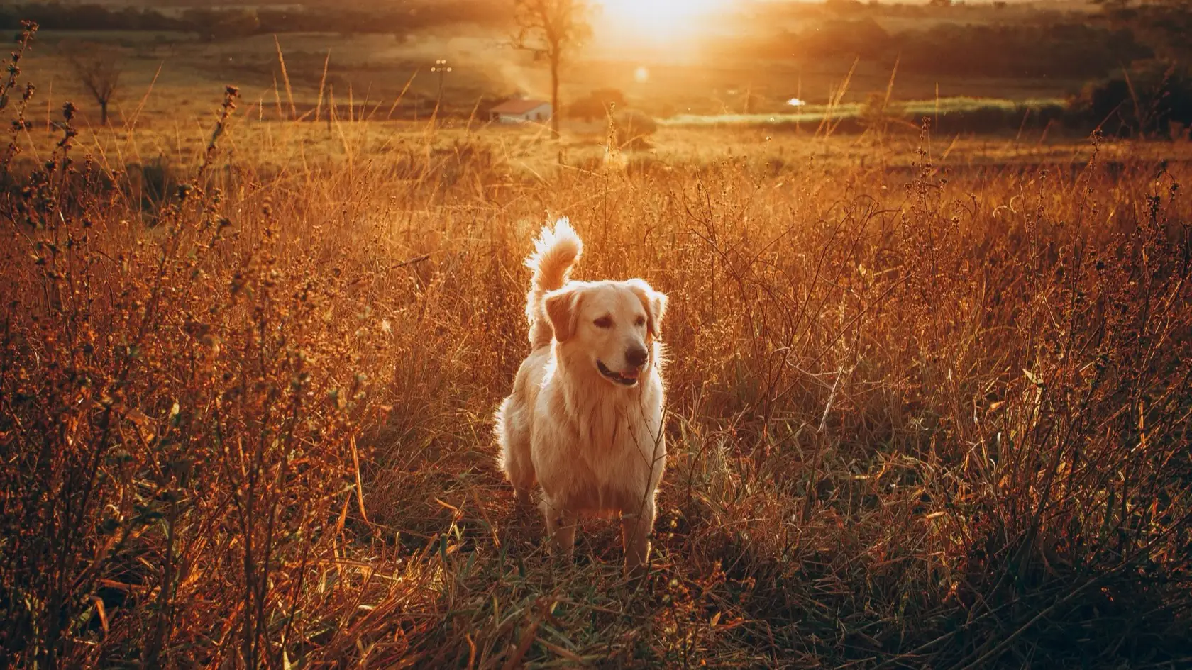 A golden retriever standing in tall grass in an open field at sunset.